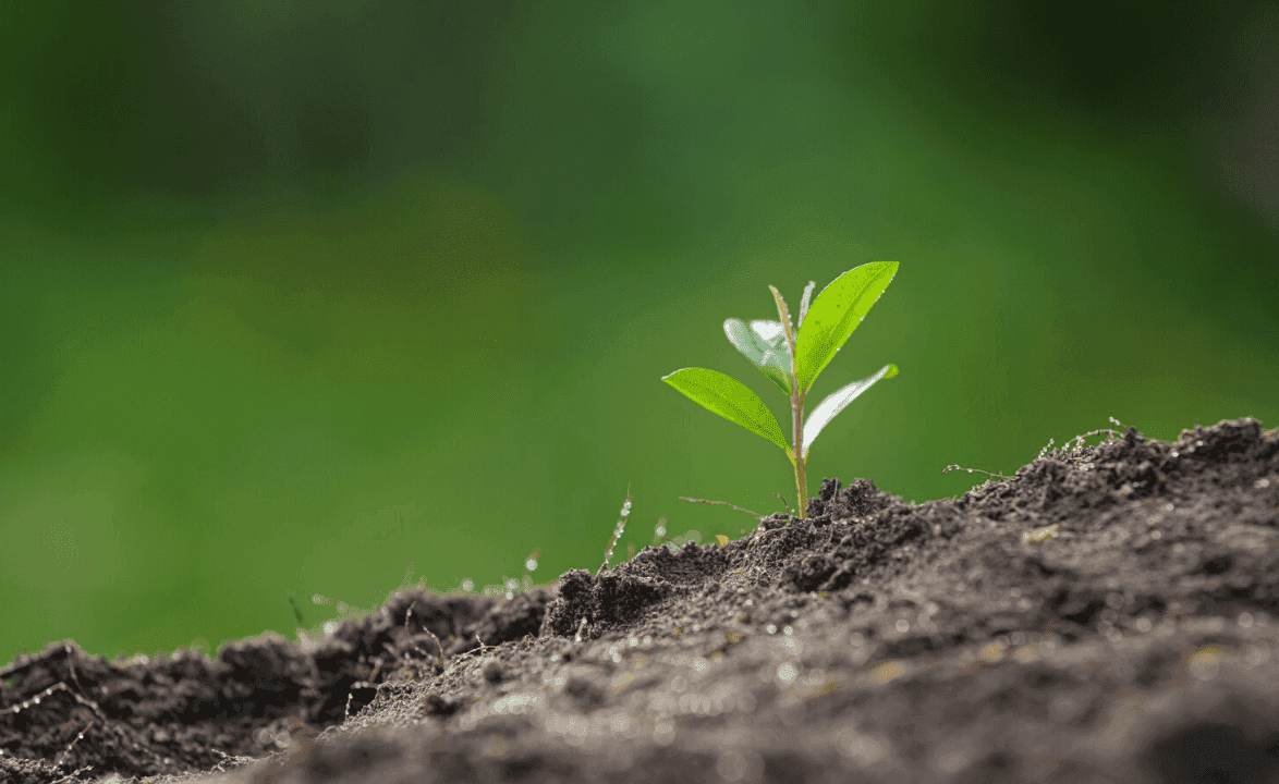 SR EN ISO 14001:2015